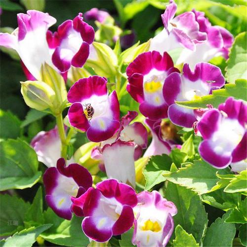 夏堇的价值，夏堇有毒吗可以室内养吗？-第5张图片-优品飞百科