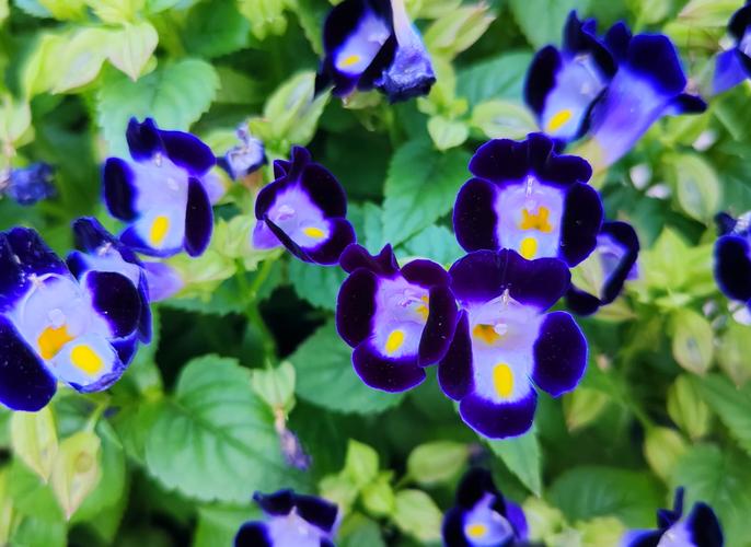 夏堇的价值，夏堇有毒吗可以室内养吗？-第6张图片-优品飞百科