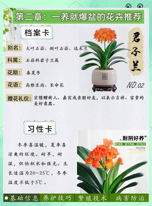 君子兰是兰花的一种吗，君子兰是属于兰花吗-第1张图片-优品飞百科