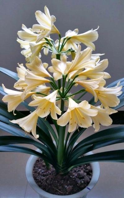 君子兰是兰花的一种吗，君子兰是属于兰花吗-第2张图片-优品飞百科