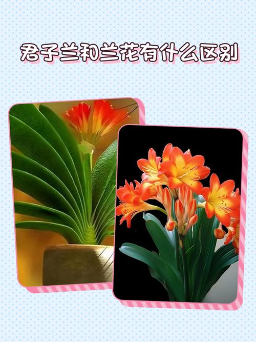 君子兰是兰花的一种吗，君子兰是属于兰花吗-第3张图片-优品飞百科