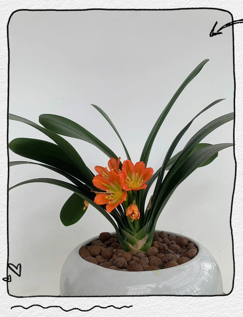 君子兰是兰花的一种吗，君子兰是属于兰花吗-第4张图片-优品飞百科