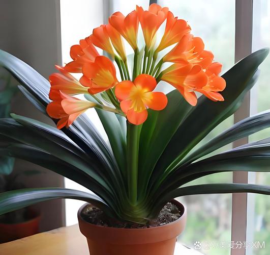 君子兰是兰花的一种吗，君子兰是属于兰花吗-第6张图片-优品飞百科