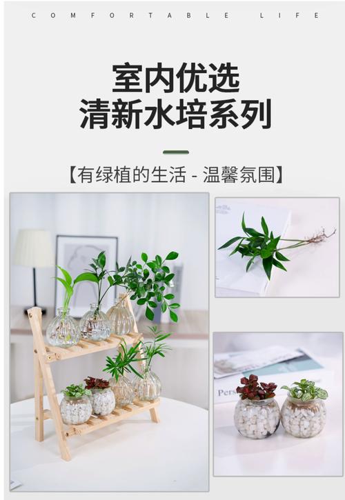 水培网纹草，守护处女座？网纹草可以水培生根吗？-第1张图片-优品飞百科