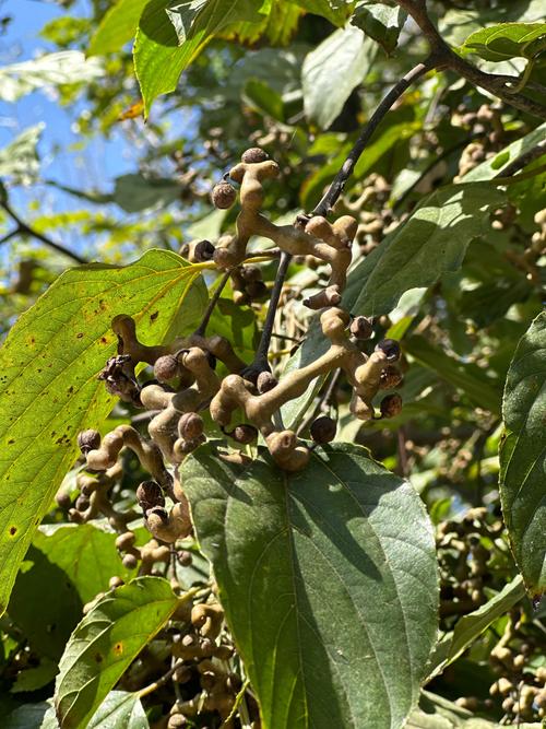 老鸦糊的主要价值，老鸭糊功效与作用？-第2张图片-优品飞百科
