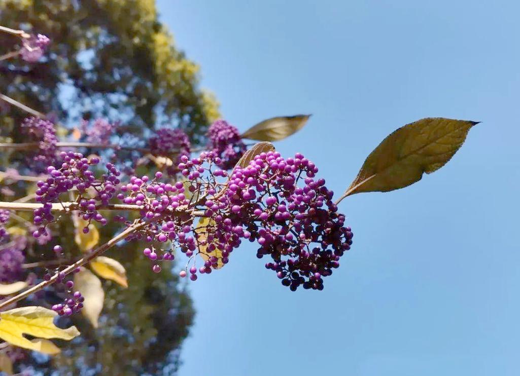 老鸦糊的主要价值，老鸭糊功效与作用？-第3张图片-优品飞百科