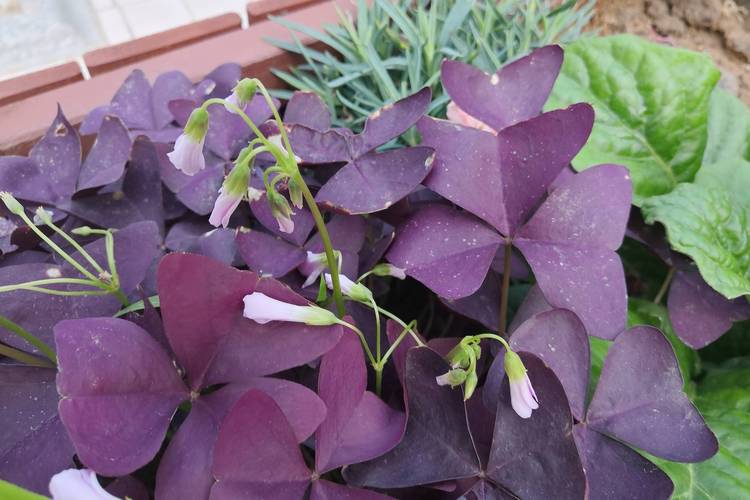 老鸦糊的主要价值，老鸭糊功效与作用？-第4张图片-优品飞百科