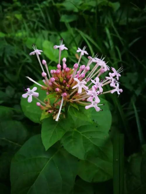 老鸦糊的主要价值，老鸭糊功效与作用？-第5张图片-优品飞百科