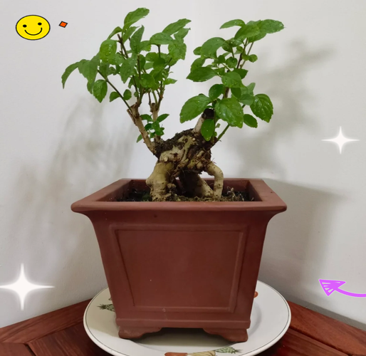 老鸦糊的主要价值，老鸭糊功效与作用？-第7张图片-优品飞百科