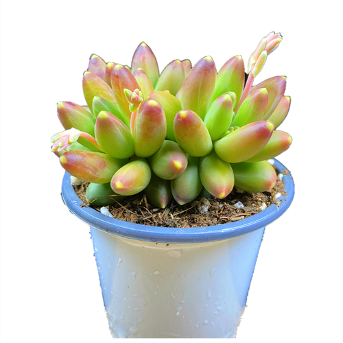 千代田之松可以防辐射吗，千代田之松出状态？