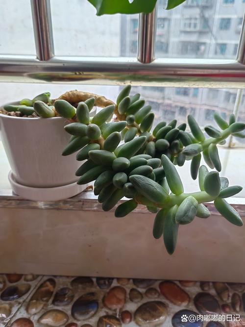 千代田之松可以防辐射吗，千代田之松出状态？-第2张图片-优品飞百科