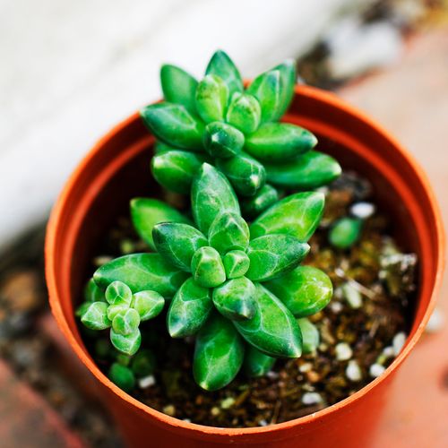 千代田之松可以防辐射吗，千代田之松出状态？-第3张图片-优品飞百科