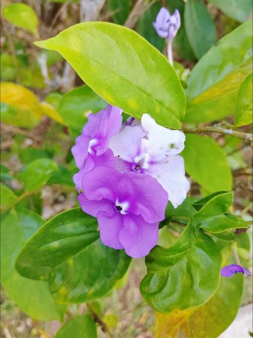 番茉莉的养殖方法和注意事项？番荔枝种植方法有什么好处？