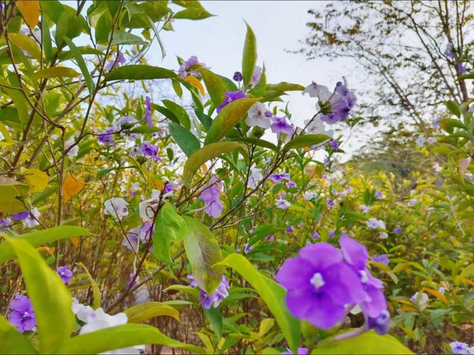 番茉莉的养殖方法和注意事项？番荔枝种植方法有什么好处？-第3张图片-优品飞百科