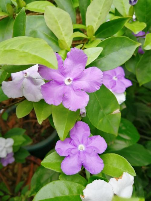 番茉莉的养殖方法和注意事项？番荔枝种植方法有什么好处？-第2张图片-优品飞百科