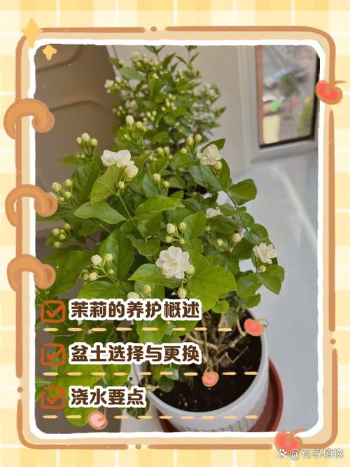 番茉莉的养殖方法和注意事项？番荔枝种植方法有什么好处？-第4张图片-优品飞百科