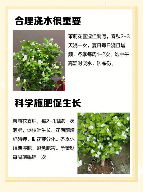 番茉莉的养殖方法和注意事项？番荔枝种植方法有什么好处？-第5张图片-优品飞百科