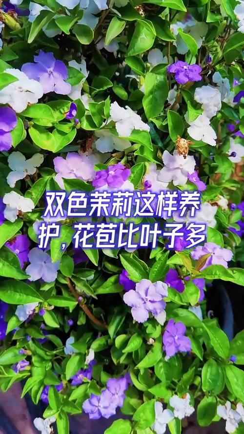 番茉莉的养殖方法和注意事项？番荔枝种植方法有什么好处？-第6张图片-优品飞百科