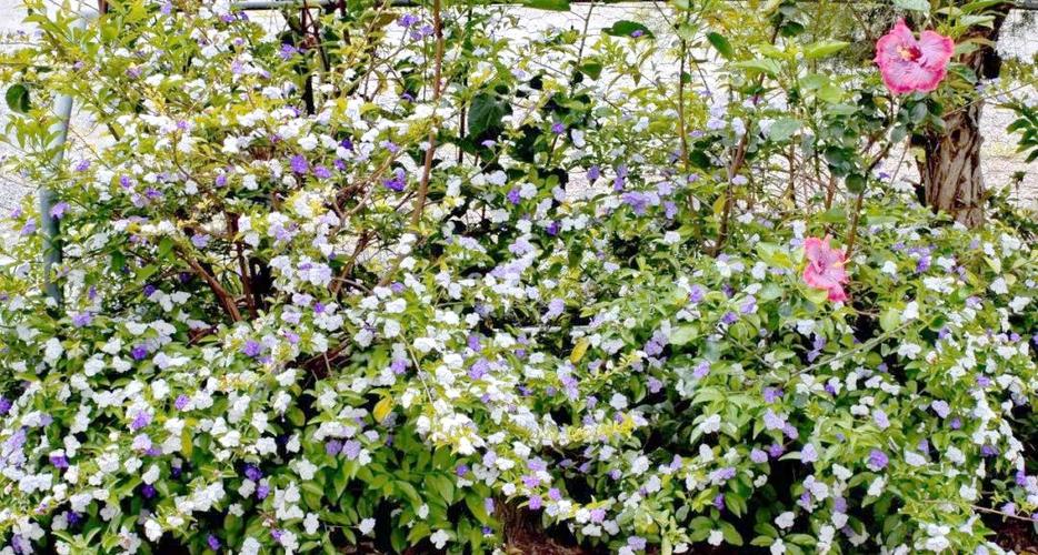 番茉莉的养殖方法和注意事项？番荔枝种植方法有什么好处？-第7张图片-优品飞百科