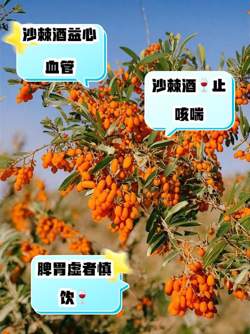 沙棘是什么,沙棘果怎么吃,沙棘果是什么作用-第5张图片-优品飞百科 沙棘是什么,沙棘果怎么吃,沙棘果是什么作用-第5张图片-优品飞百科