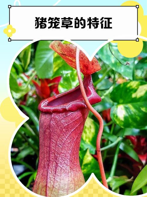 猪笼草中的水有毒吗,水中的成分是什么?猪笼草里面的水?-第1张图片-优品飞百科 猪笼草中的水有毒吗,水中的成分是什么?猪笼草里面的水?-第1张图片-优品飞百科