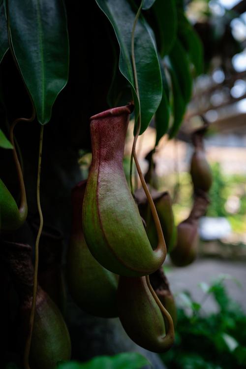 猪笼草中的水有毒吗,水中的成分是什么?猪笼草里面的水?-第2张图片-优品飞百科 猪笼草中的水有毒吗,水中的成分是什么?猪笼草里面的水?-第2张图片-优品飞百科