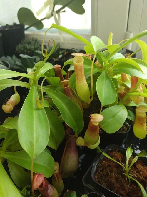 猪笼草中的水有毒吗,水中的成分是什么?猪笼草里面的水?-第3张图片-优品飞百科 猪笼草中的水有毒吗,水中的成分是什么?猪笼草里面的水?-第3张图片-优品飞百科