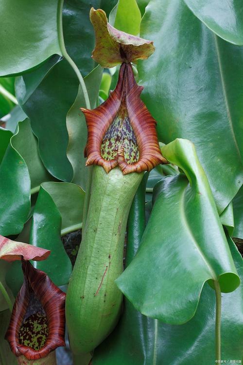 猪笼草中的水有毒吗,水中的成分是什么?猪笼草里面的水?-第4张图片-优品飞百科 猪笼草中的水有毒吗,水中的成分是什么?猪笼草里面的水?-第4张图片-优品飞百科