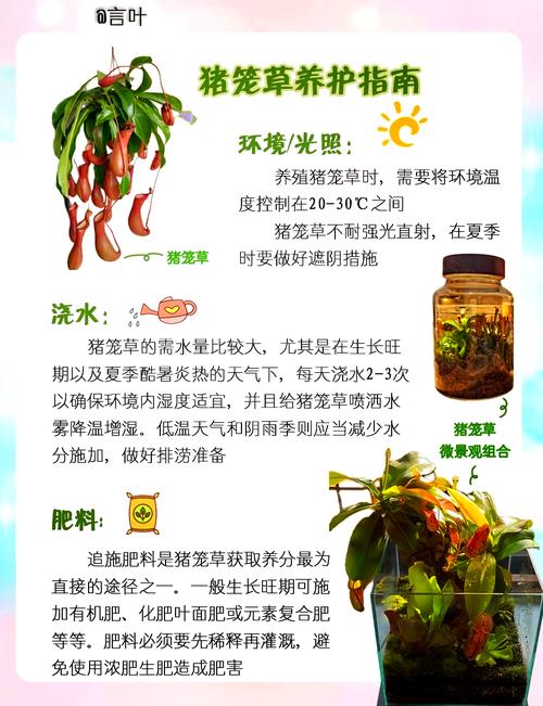 猪笼草中的水有毒吗,水中的成分是什么?猪笼草里面的水?-第5张图片-优品飞百科 猪笼草中的水有毒吗,水中的成分是什么?猪笼草里面的水?-第5张图片-优品飞百科