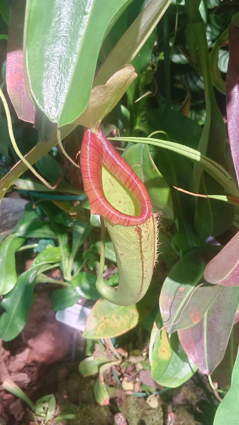 猪笼草中的水有毒吗,水中的成分是什么?猪笼草里面的水?-第6张图片-优品飞百科 猪笼草中的水有毒吗,水中的成分是什么?猪笼草里面的水?-第6张图片-优品飞百科