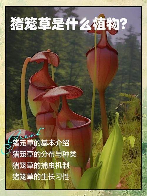 猪笼草中的水有毒吗,水中的成分是什么?猪笼草里面的水?-第7张图片-优品飞百科 猪笼草中的水有毒吗,水中的成分是什么?猪笼草里面的水?-第7张图片-优品飞百科