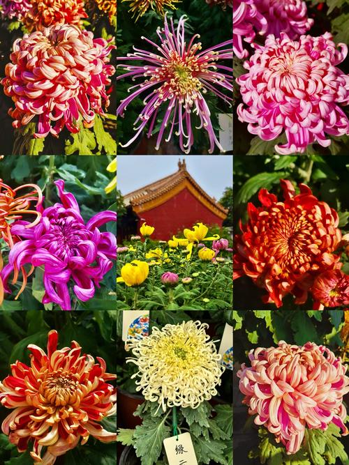 菊花的特点是什么，菊花的形状，菊花的特点有哪些?？-第2张图片-优品飞百科