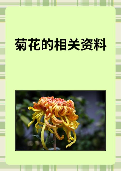 菊花的特点是什么，菊花的形状，菊花的特点有哪些?？-第3张图片-优品飞百科