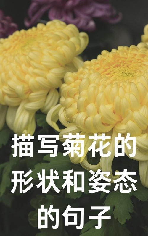 菊花的特点是什么，菊花的形状，菊花的特点有哪些?？-第5张图片-优品飞百科