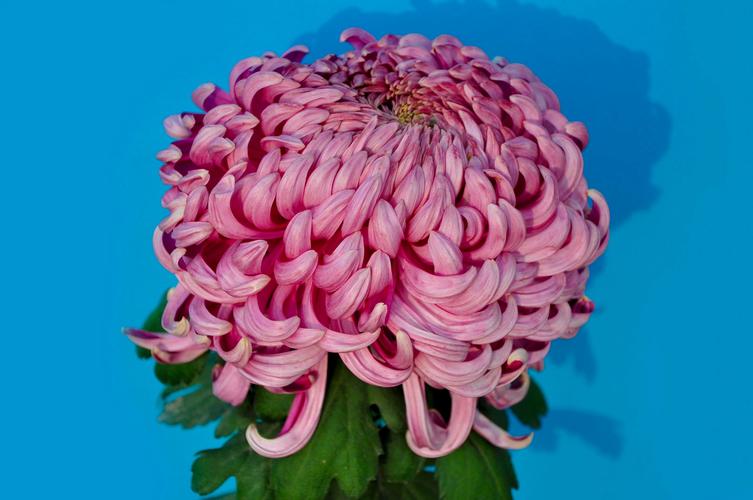 菊花的特点是什么，菊花的形状，菊花的特点有哪些?？-第6张图片-优品飞百科