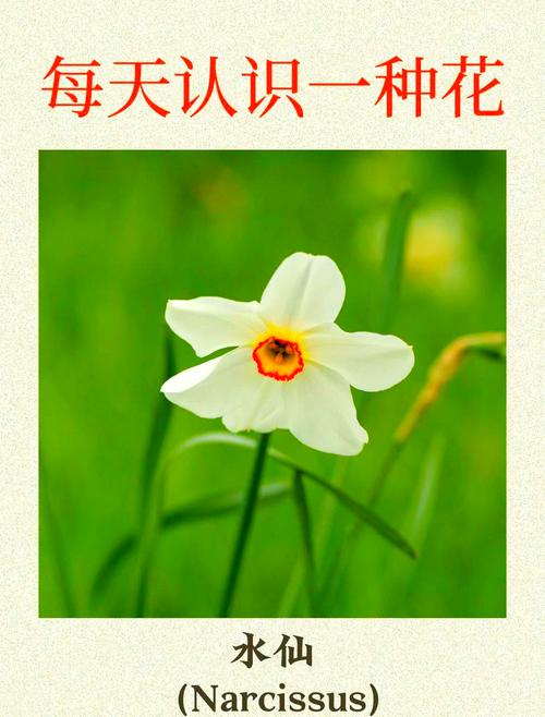 水仙花语是什么意思？水仙花语是什么意思网络用语？-第2张图片-优品飞百科