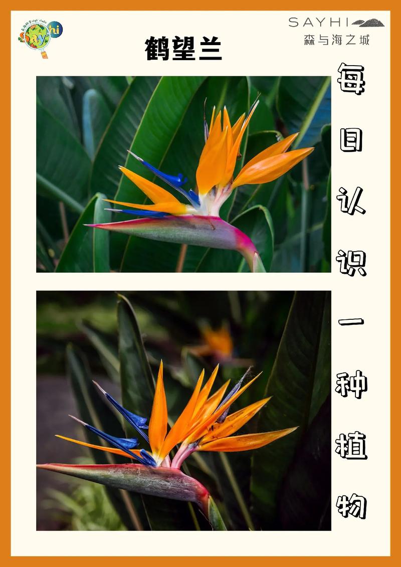 鹤望兰的品种大全，鹤望兰的品种大全图片