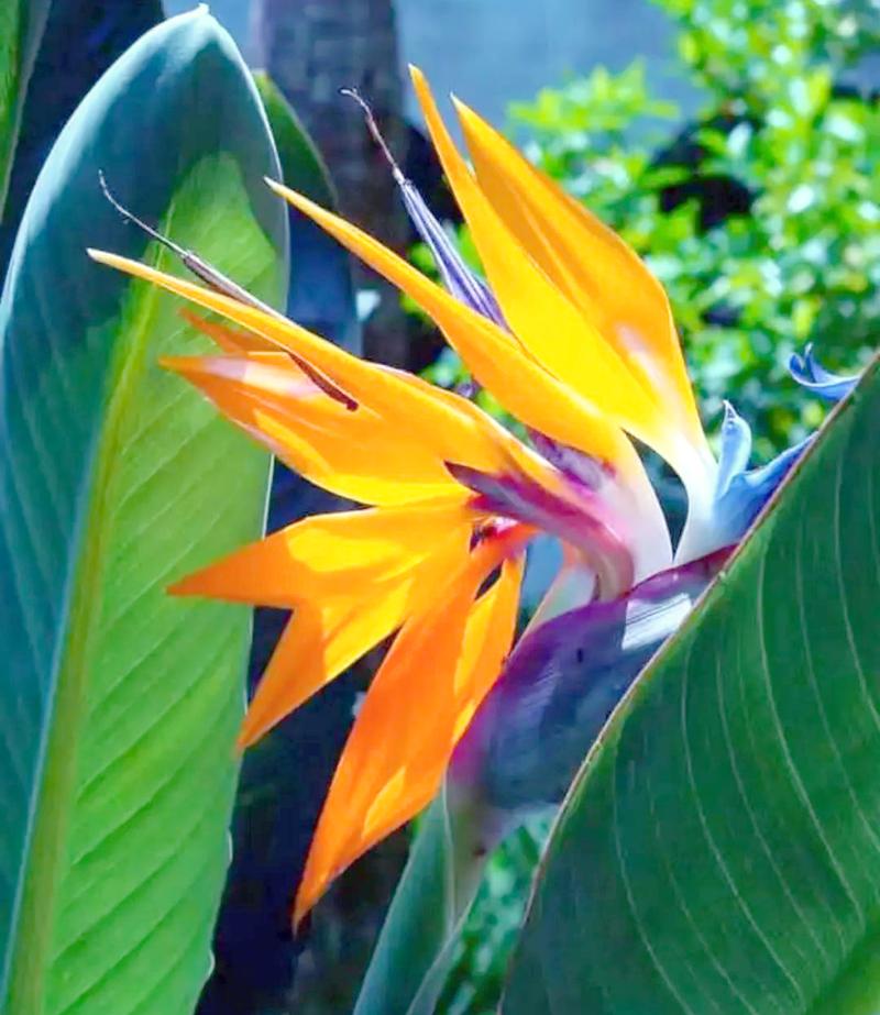 鹤望兰的品种大全，鹤望兰的品种大全图片-第2张图片-优品飞百科