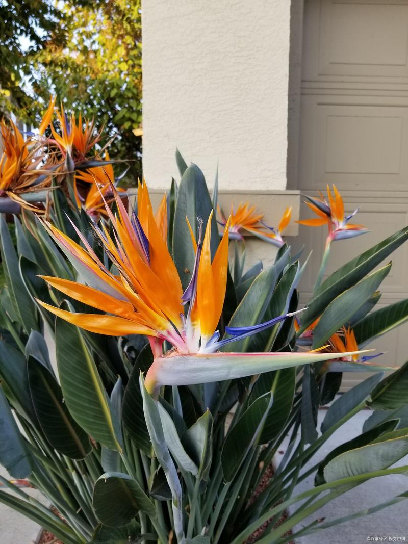 鹤望兰的品种大全，鹤望兰的品种大全图片-第3张图片-优品飞百科