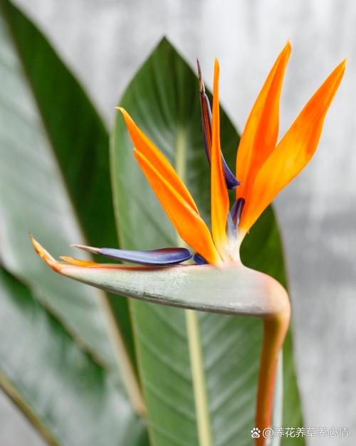 鹤望兰的品种大全，鹤望兰的品种大全图片-第4张图片-优品飞百科