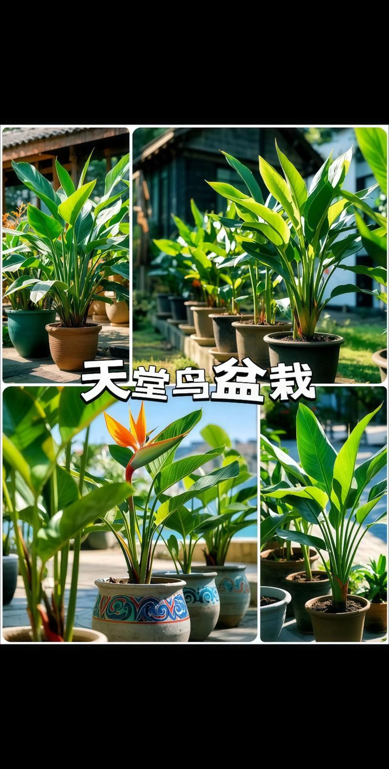 鹤望兰的品种大全，鹤望兰的品种大全图片-第5张图片-优品飞百科