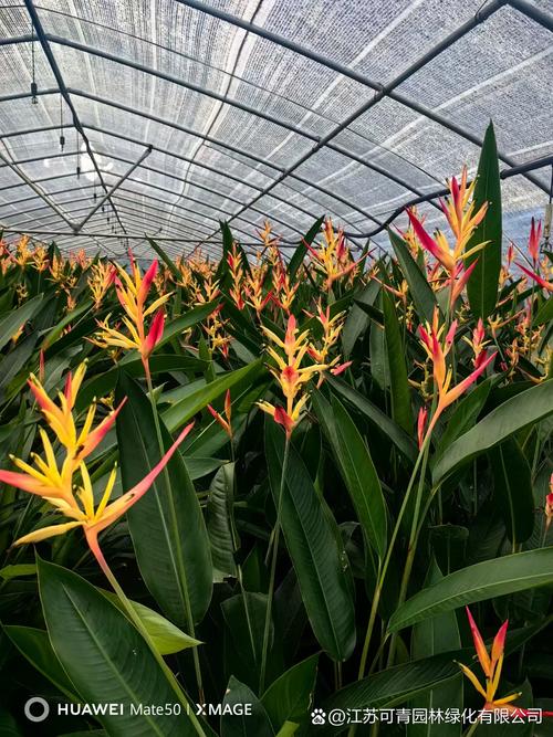 鹤望兰的品种大全，鹤望兰的品种大全图片-第6张图片-优品飞百科