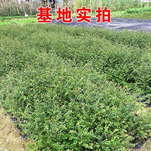 小叶紫檀多少钱，小叶紫檀树图片的简单介绍-第6张图片-优品飞百科