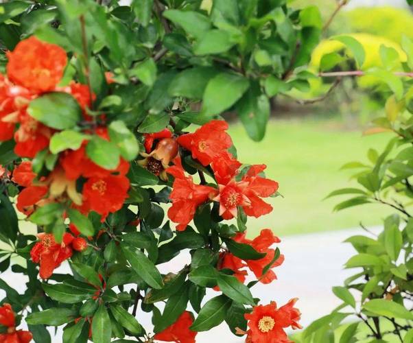 永州适合养什么花，市花和市树是什么，永州花卉苗木种植基地？