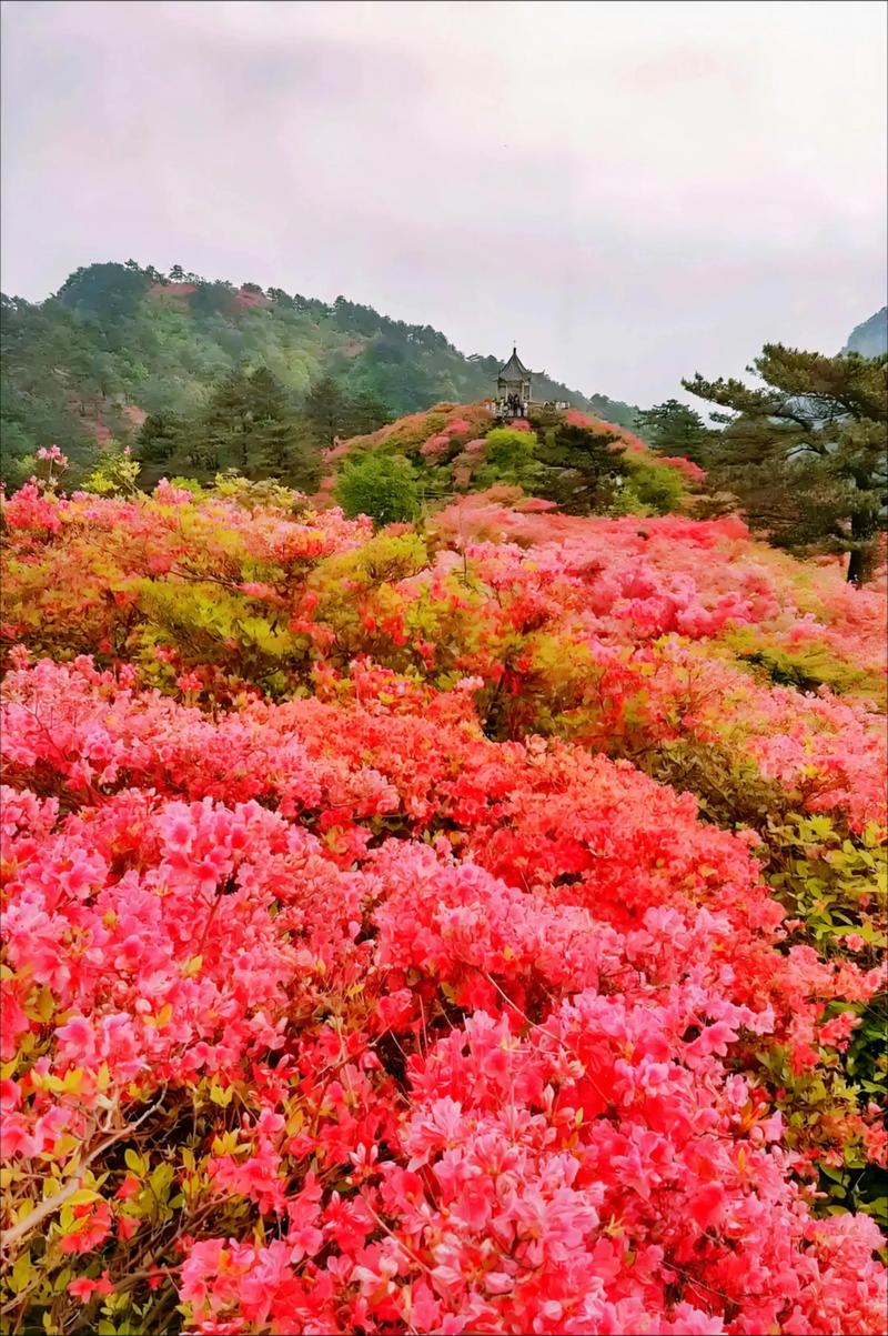 永州适合养什么花，市花和市树是什么，永州花卉苗木种植基地？-第3张图片-优品飞百科