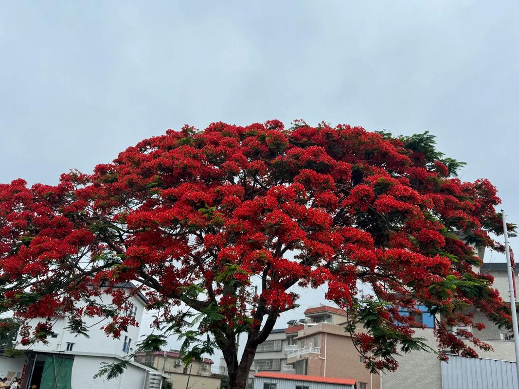 永州适合养什么花，市花和市树是什么，永州花卉苗木种植基地？-第4张图片-优品飞百科