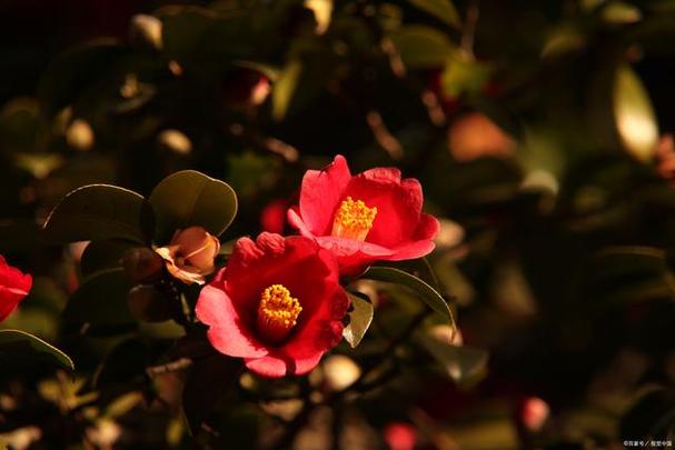 永州适合养什么花，市花和市树是什么，永州花卉苗木种植基地？-第6张图片-优品飞百科