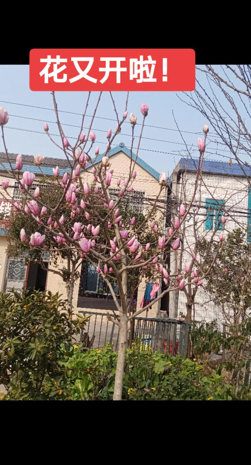 永州适合养什么花，市花和市树是什么，永州花卉苗木种植基地？-第7张图片-优品飞百科
