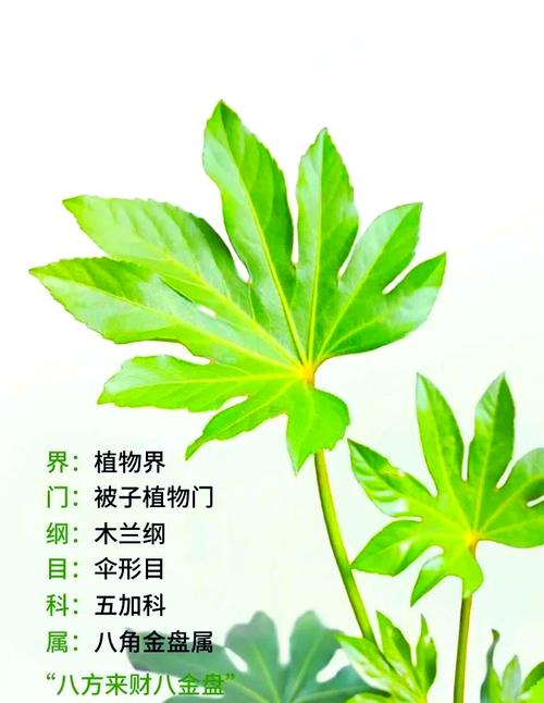 八角金盘的功效和作用？八角金盘的功效与作用禁忌？-第1张图片-优品飞百科