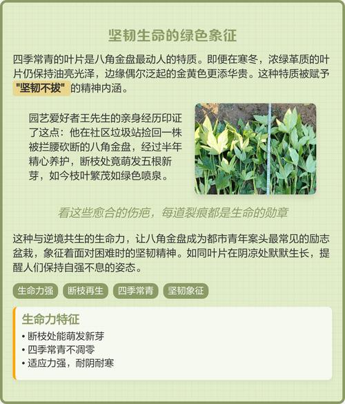 八角金盘的功效和作用？八角金盘的功效与作用禁忌？-第2张图片-优品飞百科